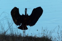 Ibis hnedy - Plegadis falcinellus - Glossy Ibis 0479